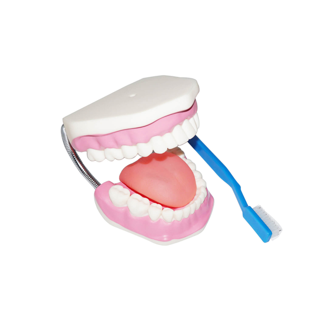 Mouth model