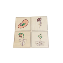 Botany Puzzle: Growing Process(4 Puzzles)(plastic knob)
